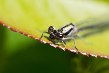 Closeup of dragonfly on leaf
