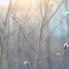 Springtime. soft focus, blur background, Willow branch with catkins. Spring concept 