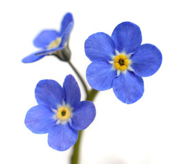 Fototapeta na wymiar Forget-me-not Victoria Blue Flower Isolated on White