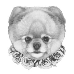 Original drawing of Pomeranian dog with roses. Isolated on white background.
