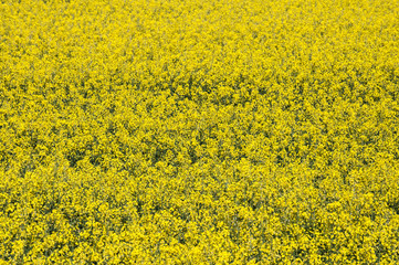 background of rapeseed crop ready for harvest