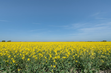 colorful rapeseed crop against blue sky