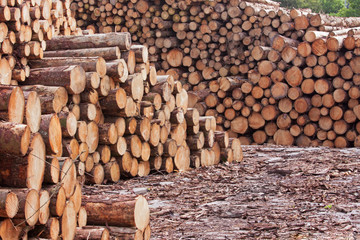 Logs stockpiled in a timber yard UK © pjhpix