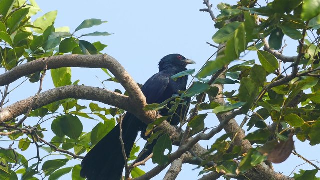 drongo bird on tree 4k
