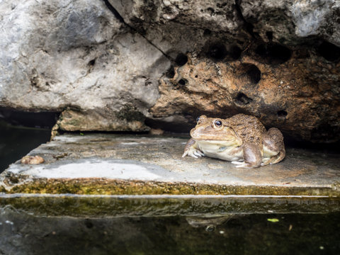 Closeup of Asian River Frog