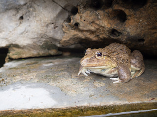 Closeup of Asian River Frog