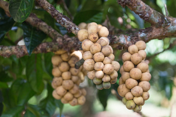 Longkong, Thai favorite fruit, on a tree