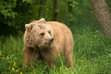 Der BÄRENWALD Müritz bietet Bären aus schlechter Haltung seit 2006 ein tiergerechtes Zuhause. 