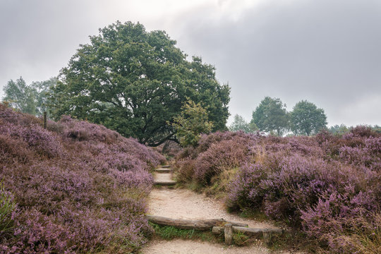 Moorland in the Veluwe.