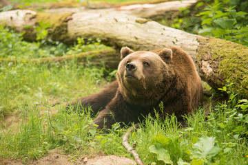 Fototapeta premium Der BÄRENWALD Müritz bietet Bären aus schlechter Haltung seit 2006 ein tiergerechtes Zuhause. 