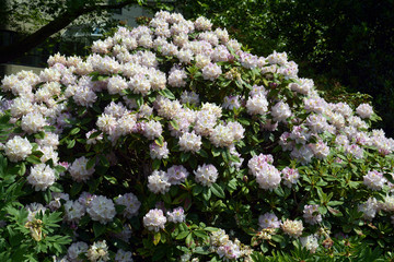 Rhodedendron
