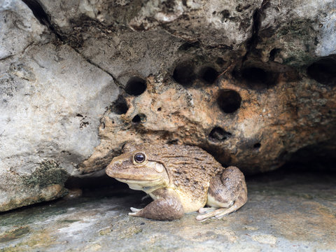 Closeup of Asian River Frog