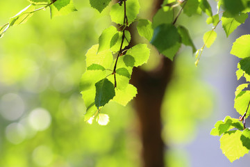 Obraz premium Beautiful foliage of a tree