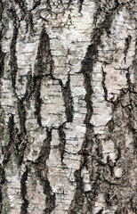 bark wooden background