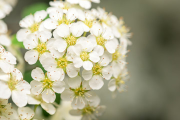 Small White Flowers Blossom In Spring Garden