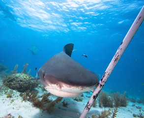 Protection from Tiger shark