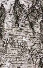bark wooden background