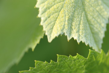 Grapevine leaves - background