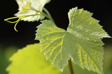 Young grape leaves and tendril, backlit  - background