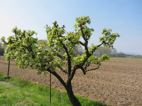 Pear tree with blossoms in a sunny day in Tuscany, Italy during spring