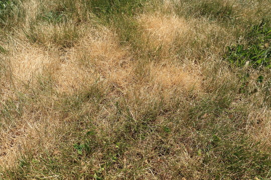 Lawn scorched by the sun with dry, discolored grasses.