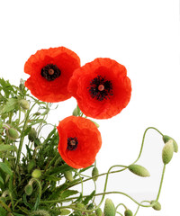 Obraz premium trois coquelicots
