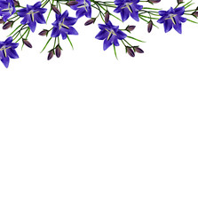 Obraz na płótnie Canvas blue flowers campanula isolated on white background