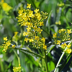 Гулявник Лёзеля (Sisymbrium Loeselii L.)