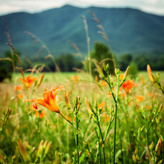 Fototapeta premium Wild lilies at Cades Cove Great Smoky Mountains National Park