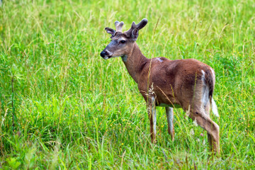 Naklejka na ściany i meble Deer at Cades Cove Great Smoky Mountains National Park