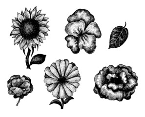 Collection of black and white hand drawn flowers