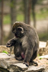 Macaco che si guarda la mano