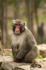 Naklejka premium Macaco sulla roccia