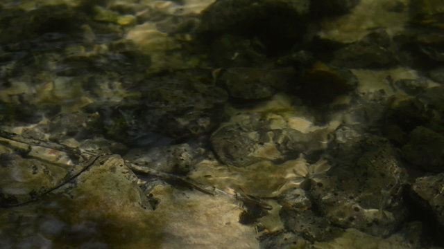 Close up of shallow stream flow on sunny day. Transparent water, bottom of river. Sun and shadow. Poland, Europe. Tranquil nature scene. Camera locked down.