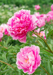 Fototapeta premium Flowers Pink Peonies