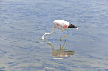 Feeding Flamingo