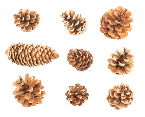 Pine cones