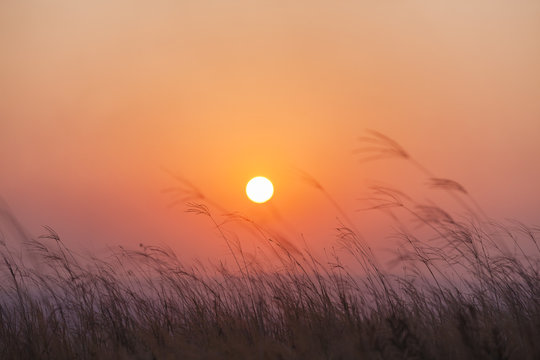 Sunset Grass Horizon