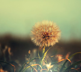 Dandelion