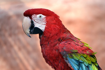 Portrait Scarlet macaw