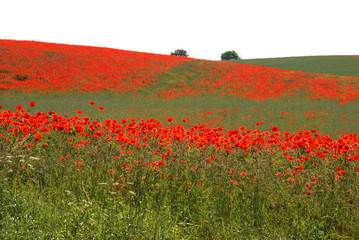 partielle Mohnstreifen