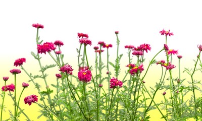 Naklejka premium Wildflowers, wild flowers, green.