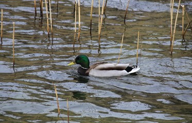 Männliche Stockente schwimmend auf dem Wasser