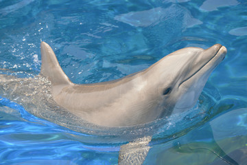 Naklejka premium Bottlenose dolphin