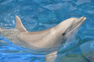 Photo sur Plexiglas Dauphin Bottlenose dolphin