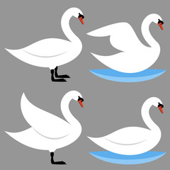 Obraz premium Swan