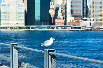 Seagull with Manhattan in background. Focus on the bird.