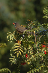 Birds and Berry - Robin