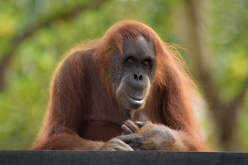 Adult orangutan looking straight in camera