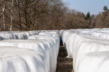 Stacked bales of harvested hay wrapped with plastic film on an early morning at the beginning of...
